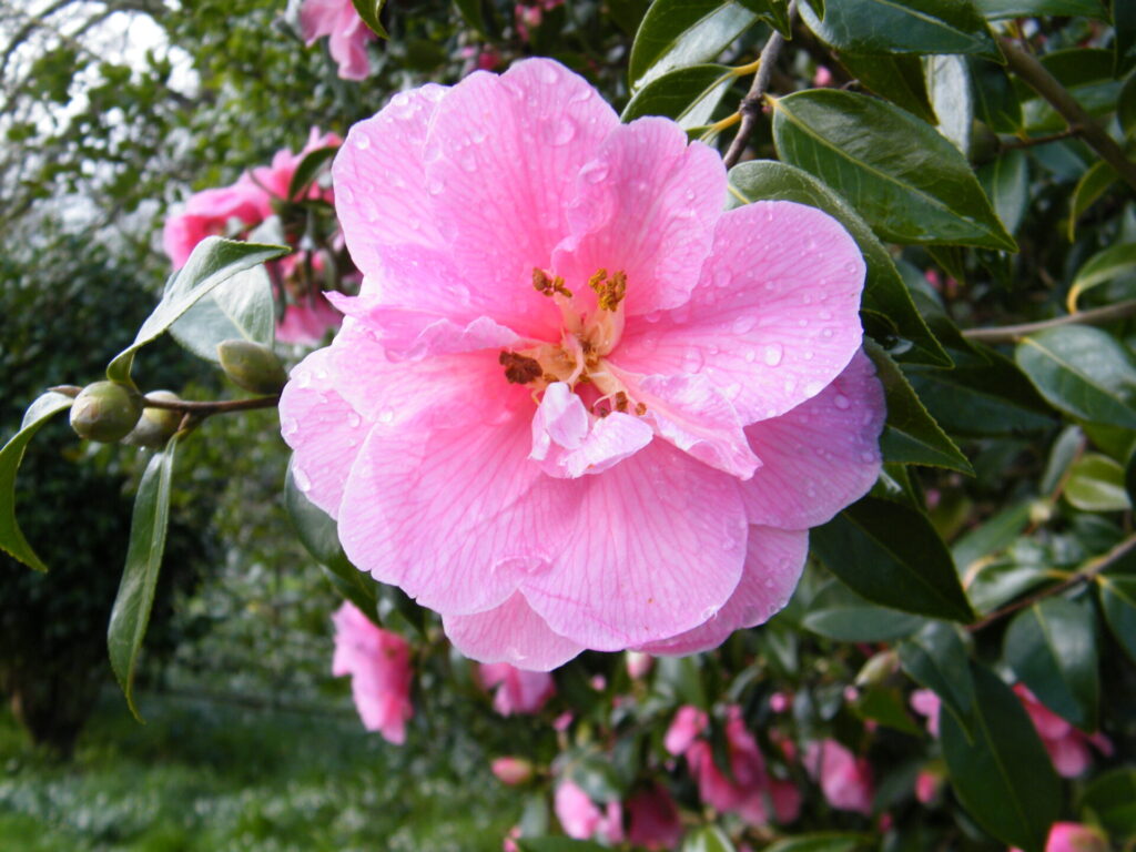Martin Whitehead - Camelia at Killerton