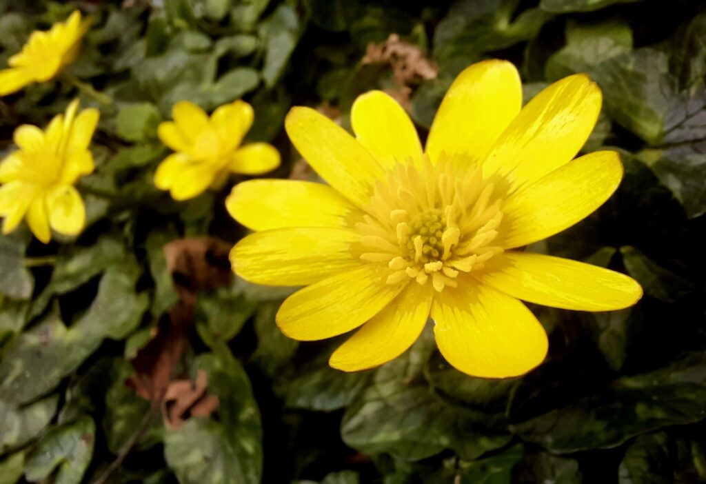 Val Frood - Celandine - A common weed - BUT its beauty is in the detail! -