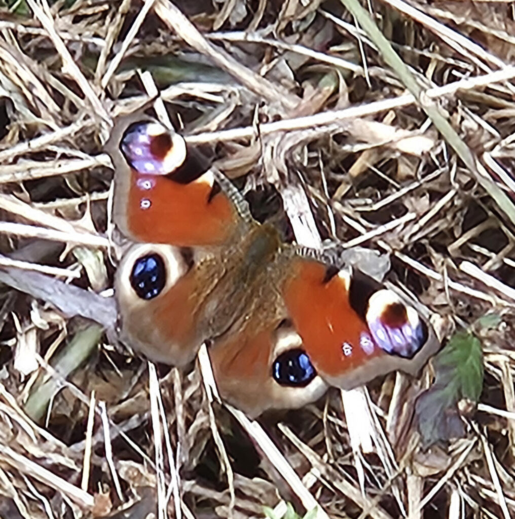 Brian H.- Butterfly