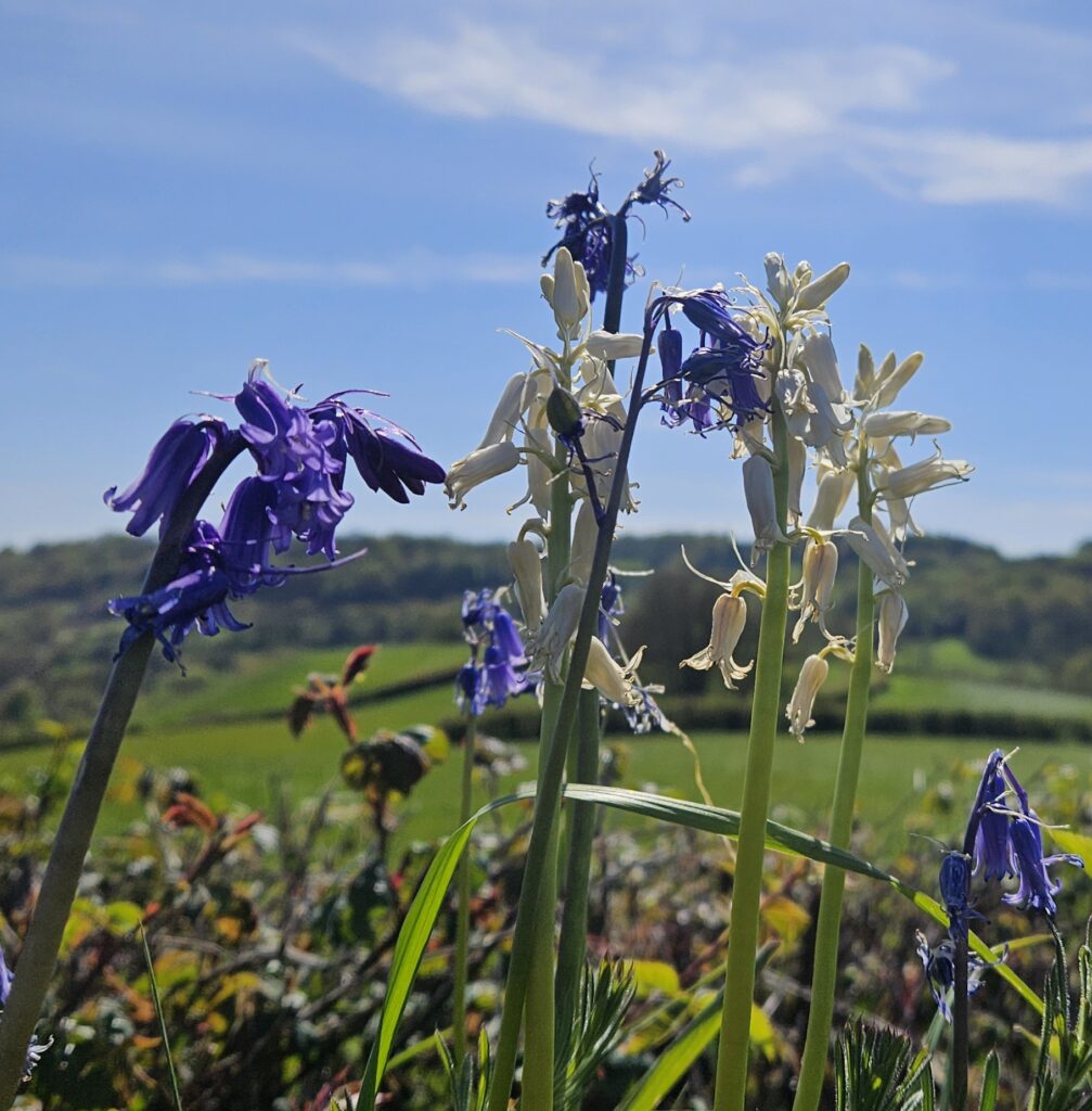 Brian H. - Wild flowers in Roundball Lane, Honiton